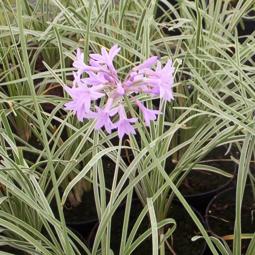 Tulbaghia violacea ‘Variegata’