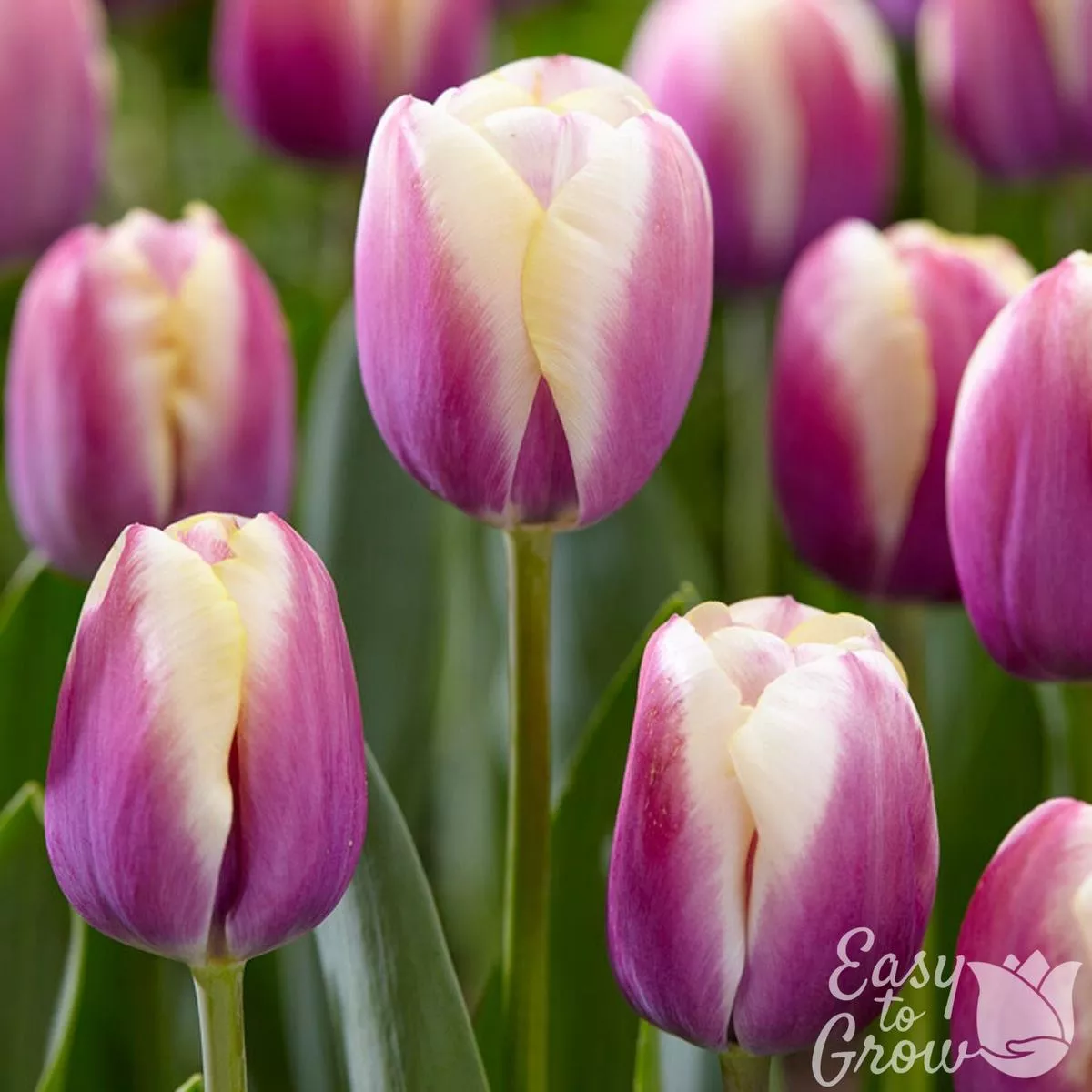 Tulip – Atlantis