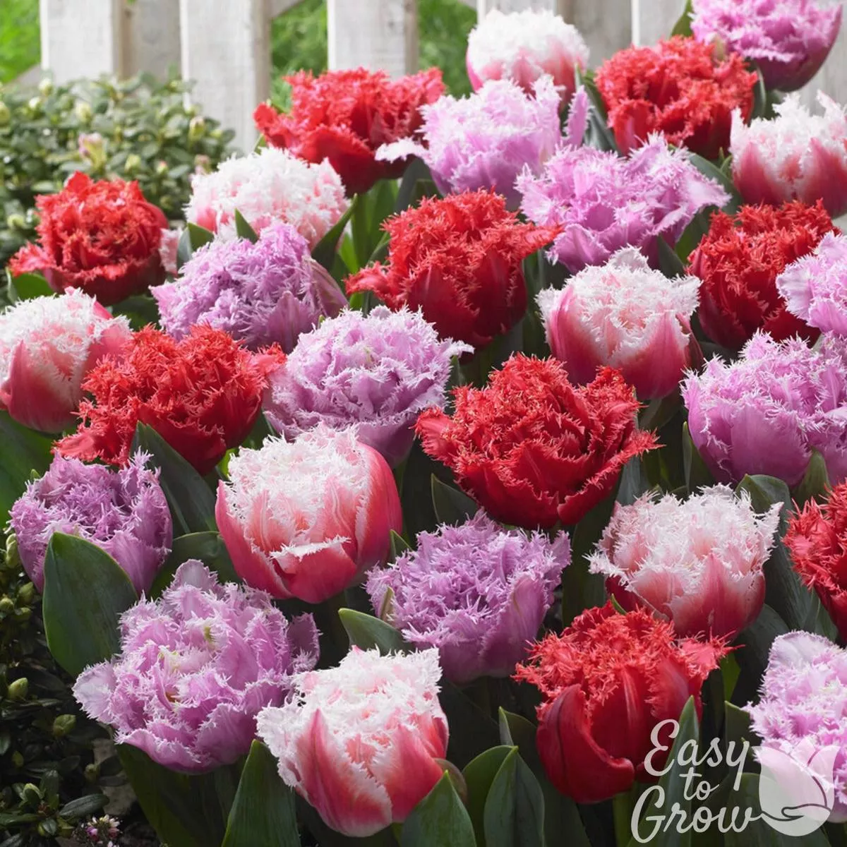 Tulip – Fringed Aussie Mix