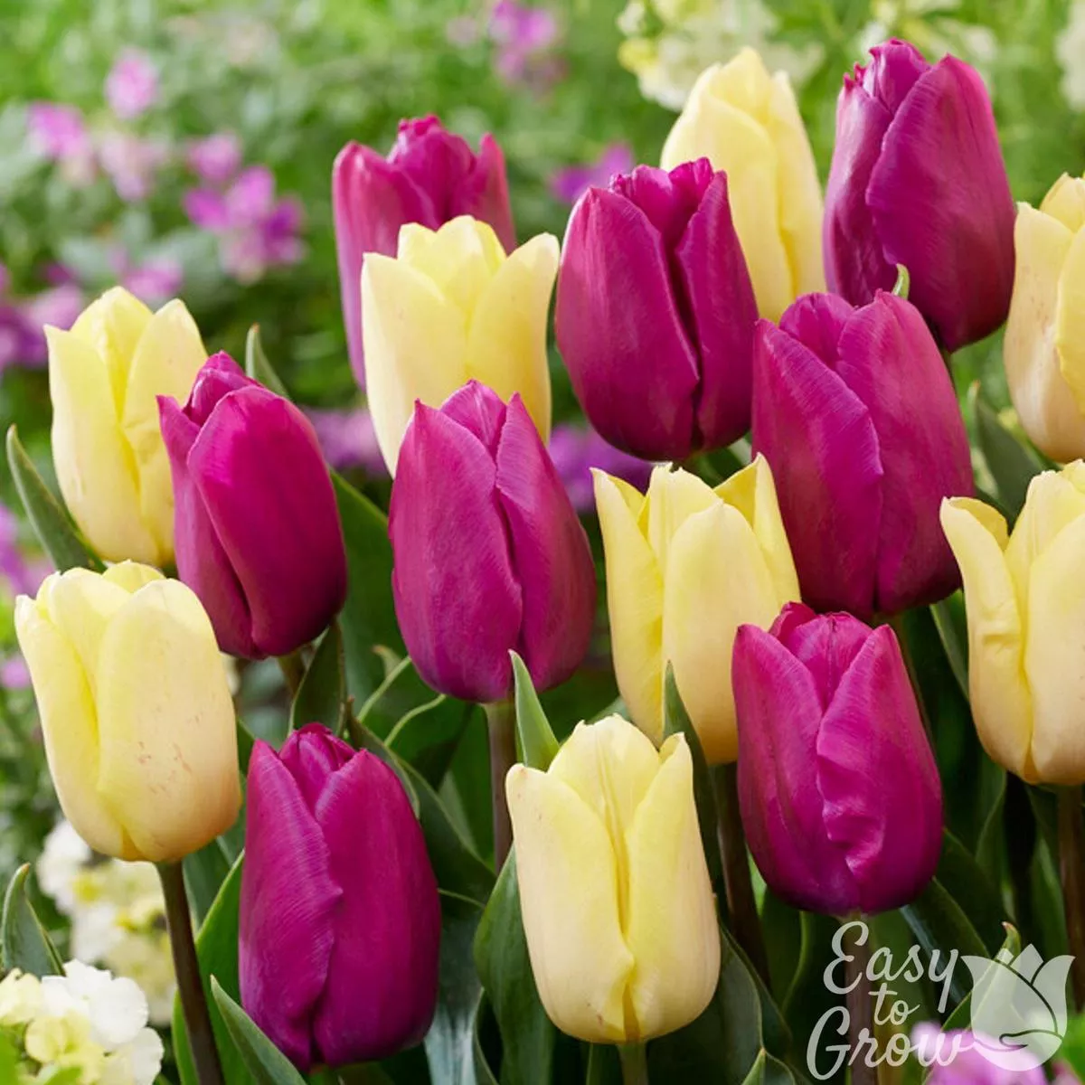 Tulip – Prince Mix