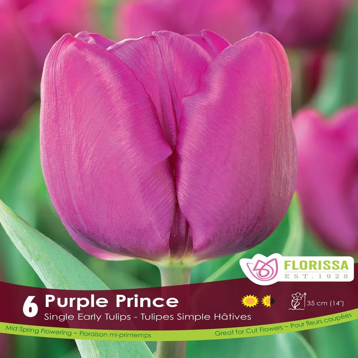 Tulip Purple Prince 6/Pkg