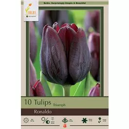 Tulip Ronaldo 10PK