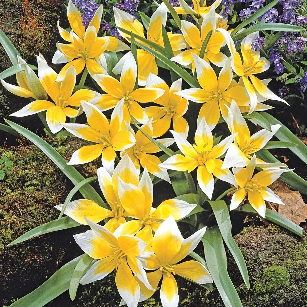 Tulip tarda