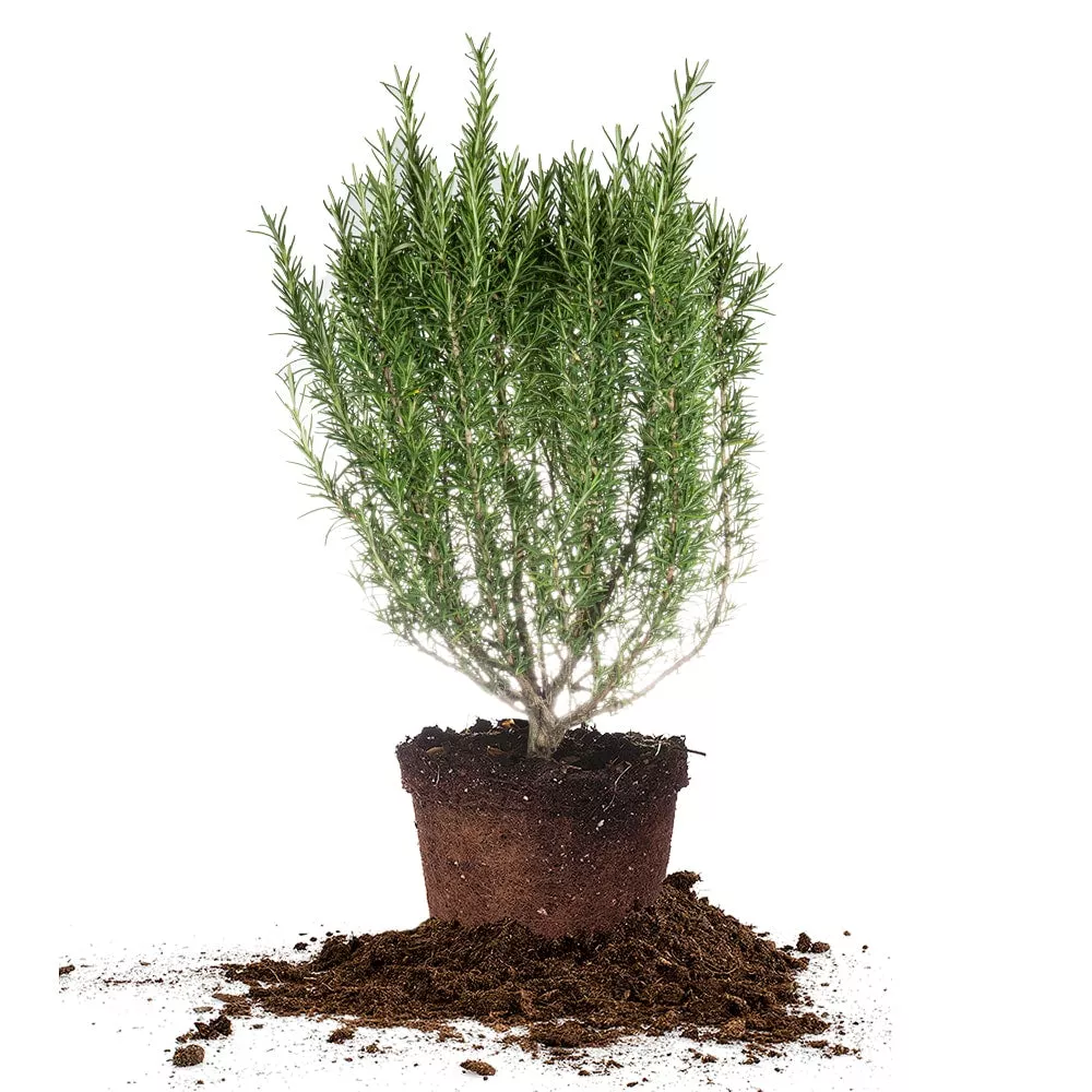 Tuscan Blue Rosemary – 1 Gallon