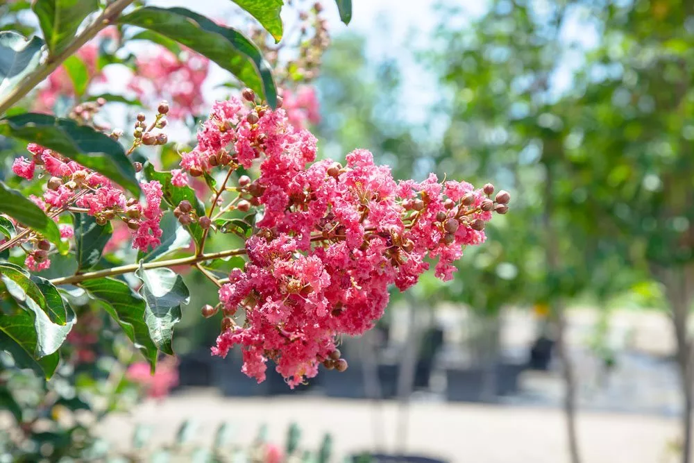 Tuscarora Crape Myrtle Tree – 3 GALLON