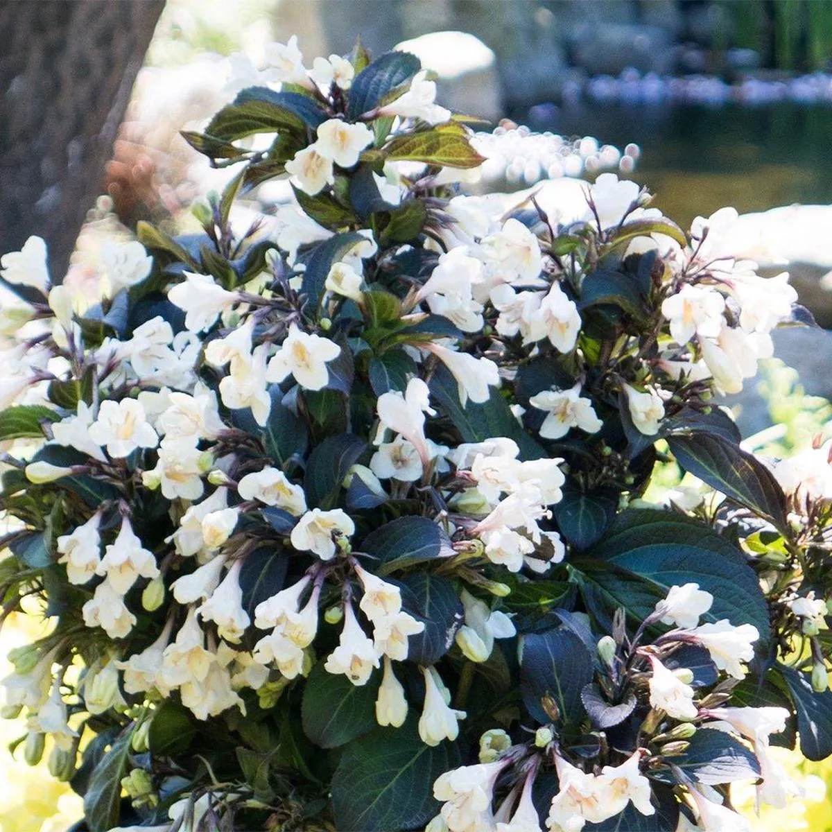 Tuxedo Weigela#2 BE Cont