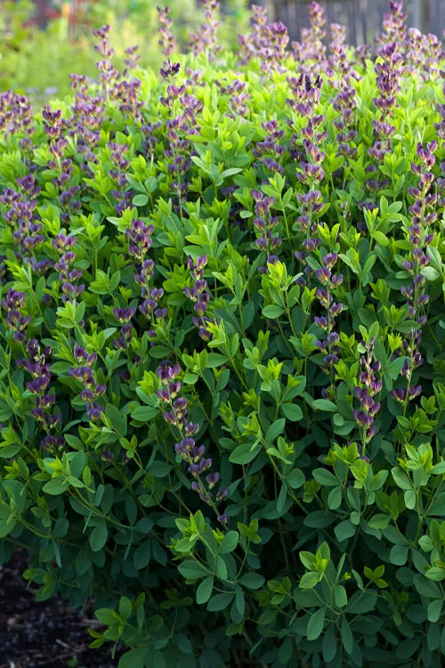 Twilite Baptisia (False Indigo) - 1 Gallon Pot