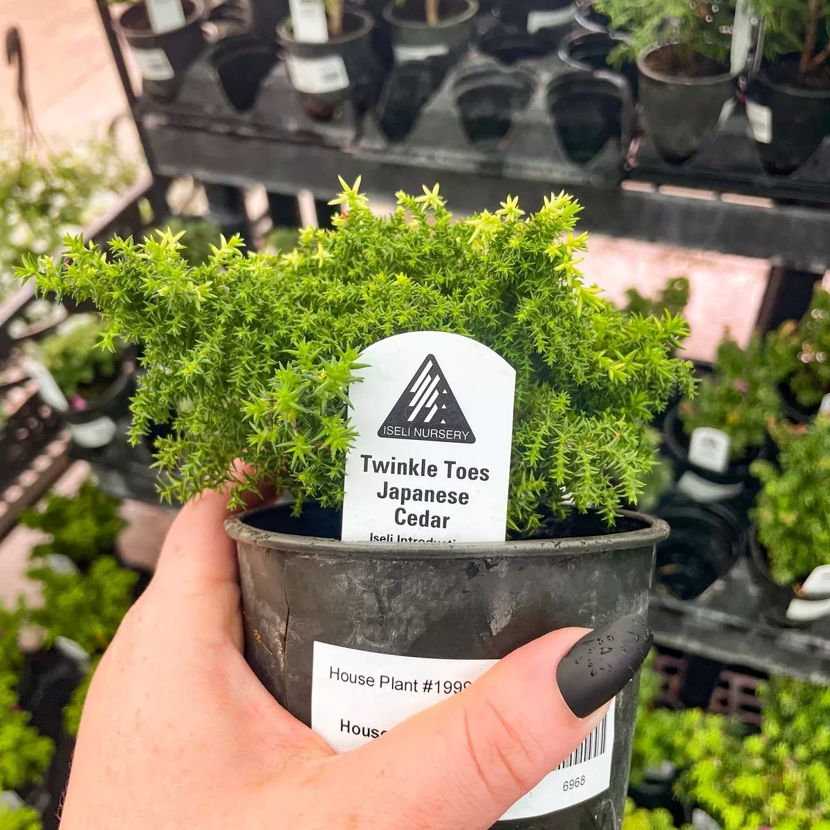 Twinkle Toes Japanese Cedar