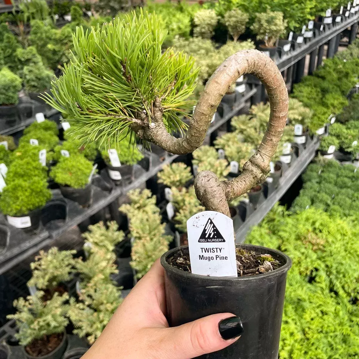 Twisty Mugo Pine