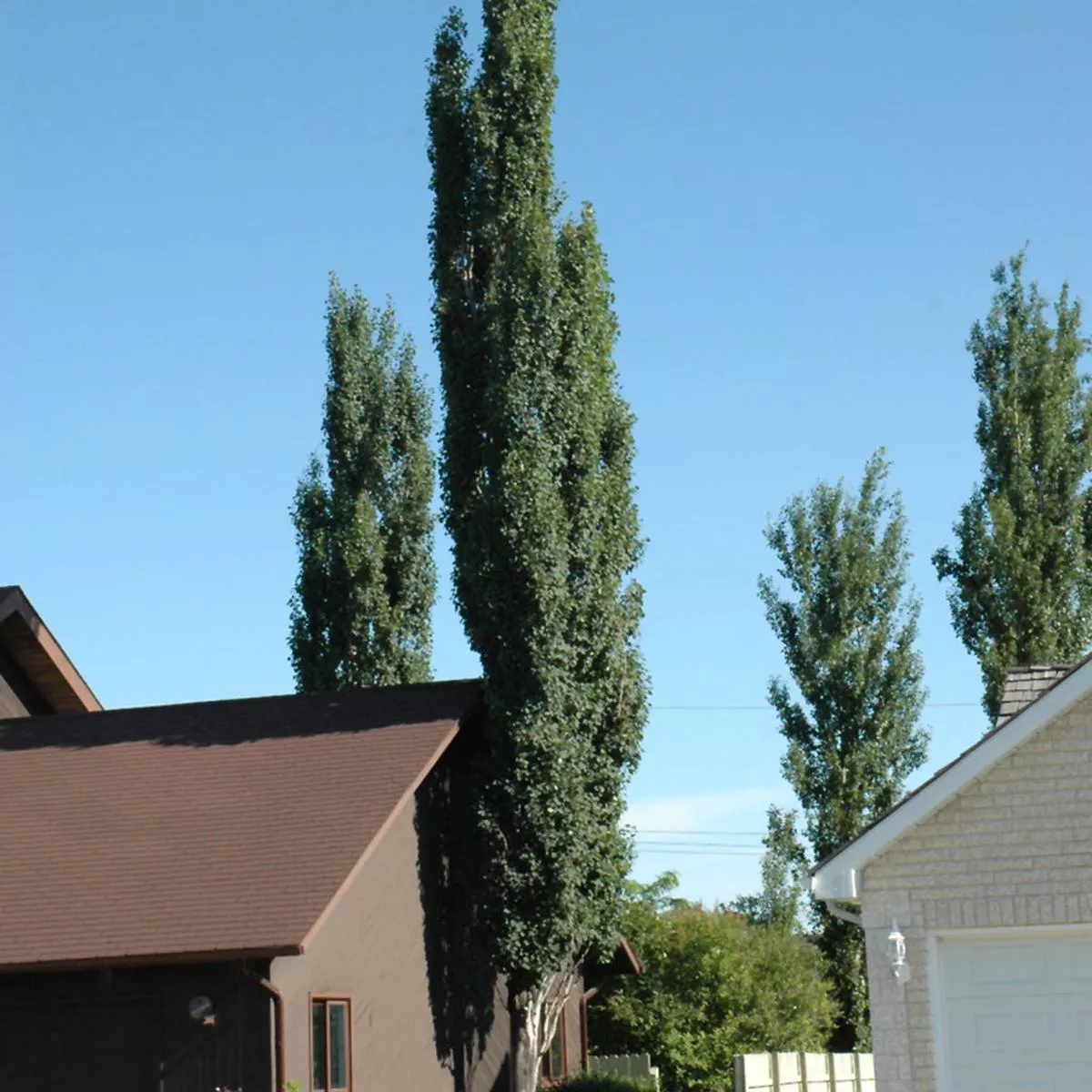 Upright European Aspen