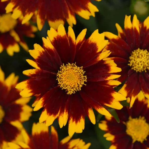 Uptick Red Coreopsis (Tickseed)