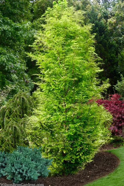Urban Spire Columnar Dawn Redwood Tree - 3 Gallon Pot