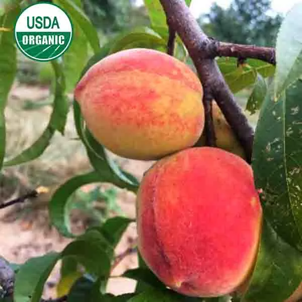 USDA Organic Desiree™ Peach – B&B (Balled & Burlapped)