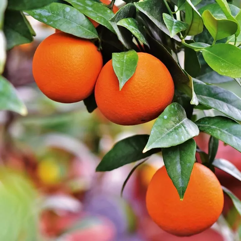 Valencia Orange Tree