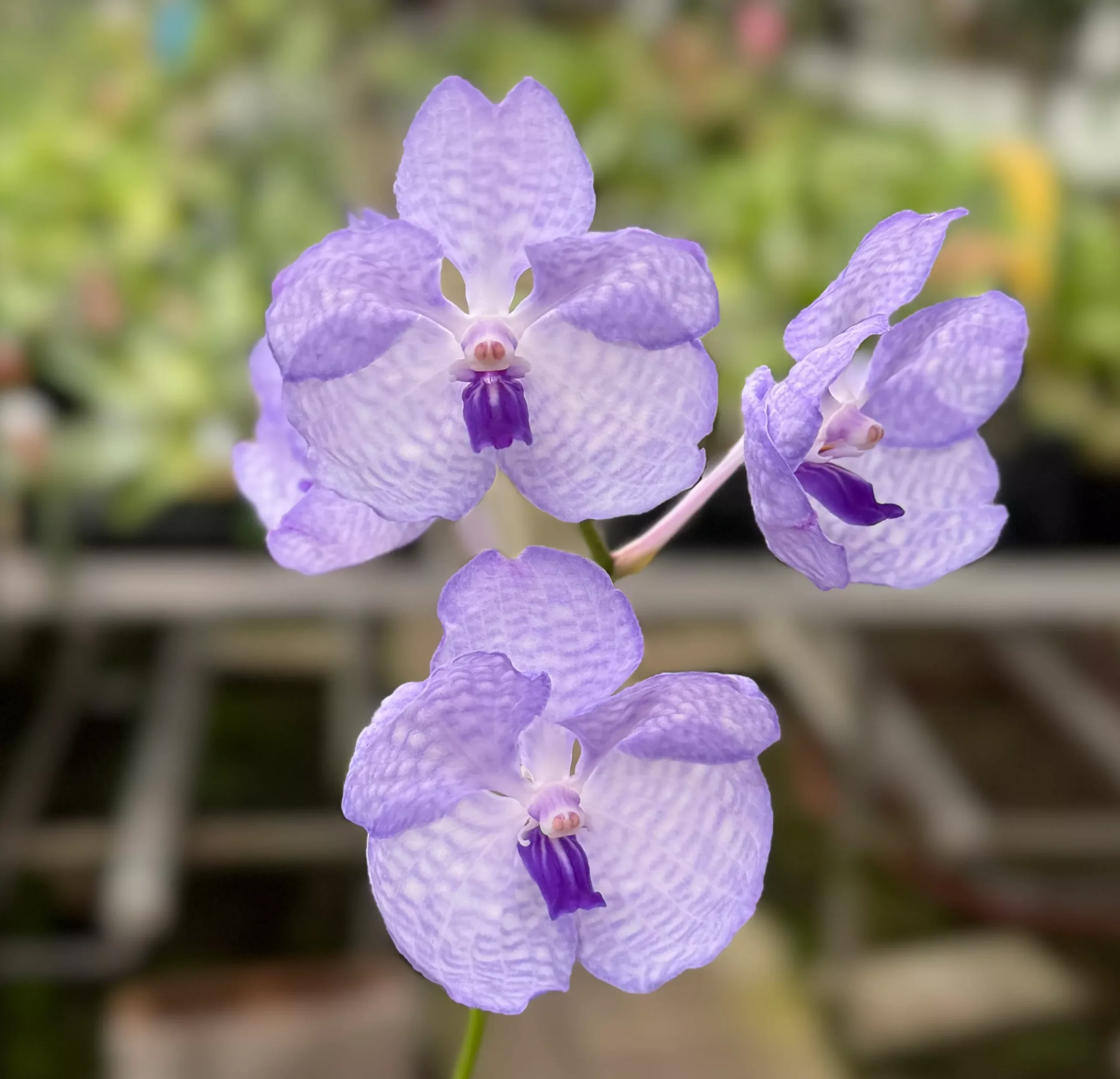 Vanda coerulea (1/2 alba cross)