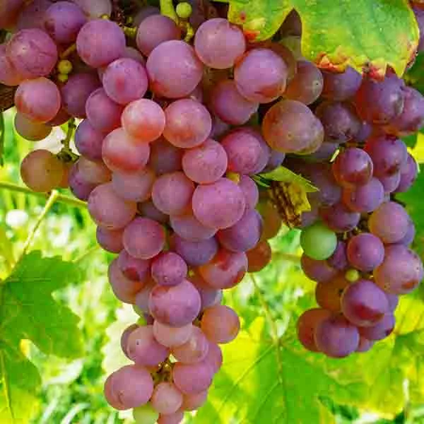 Vanessa Grape Vine – Bareroot