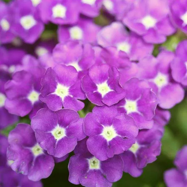 Vanessa Optik Grape Verbena