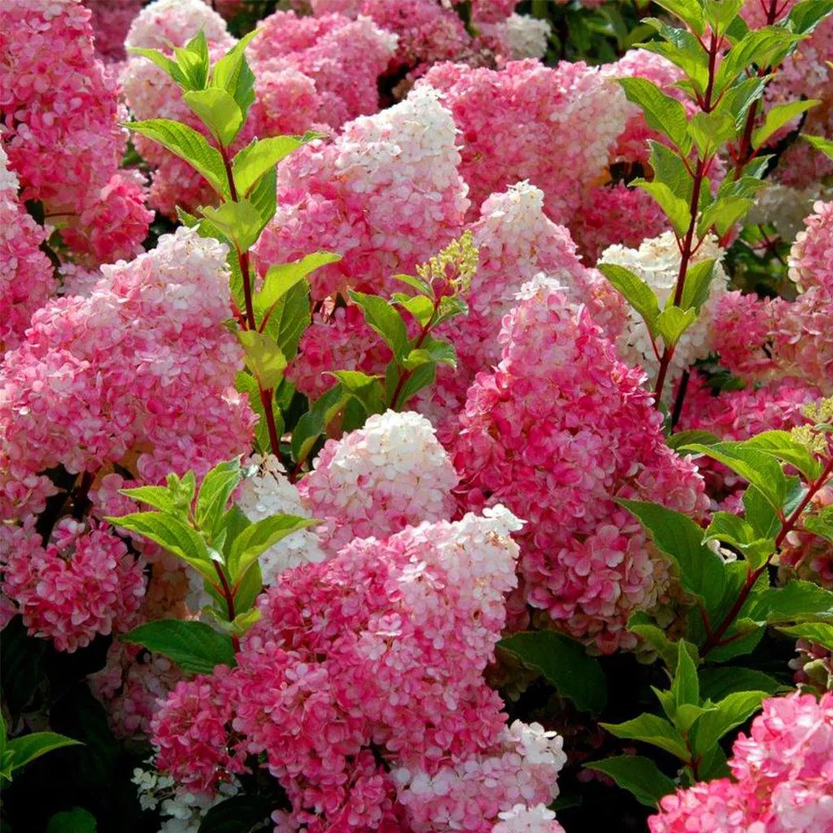 Vanilla Strawberry Panicle Hydrangea