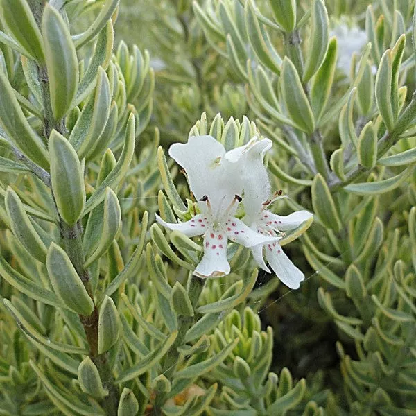 Variegated Australian Rosemary – 1 Gallon