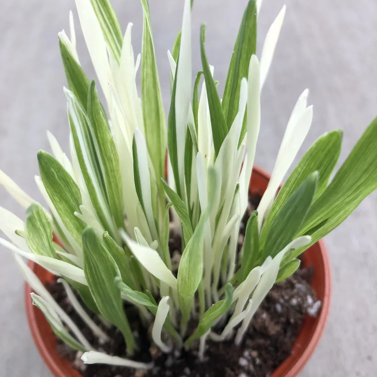 Variegated Cat Grass