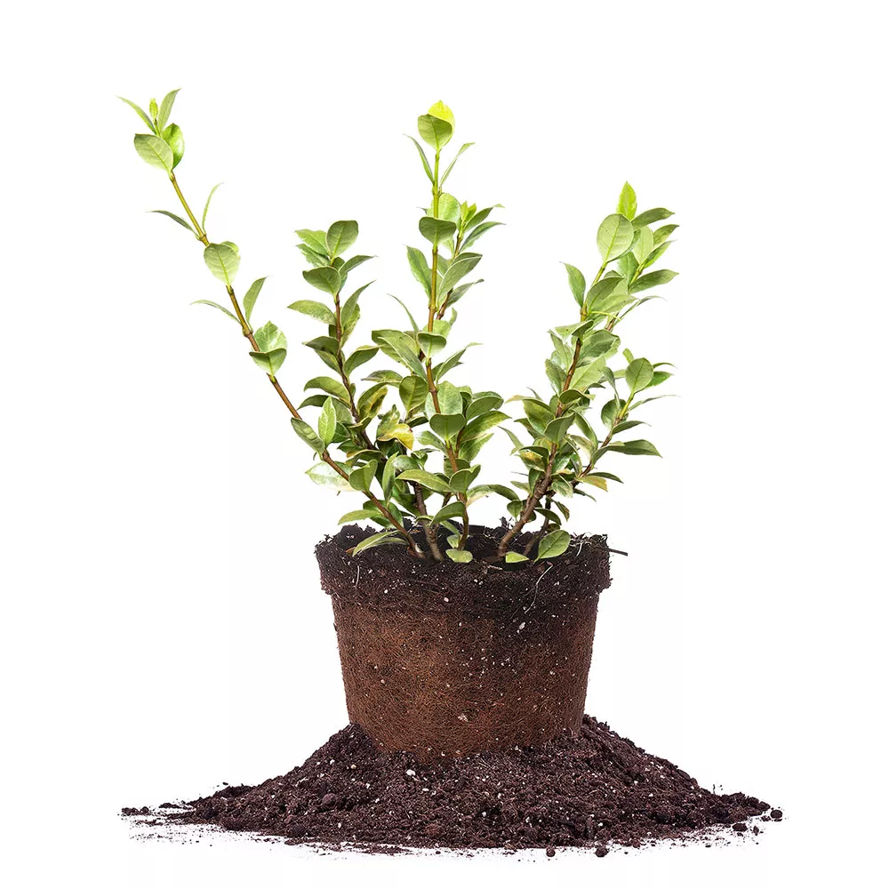 Variegated Star Jasmine Vine – 1 Gallon