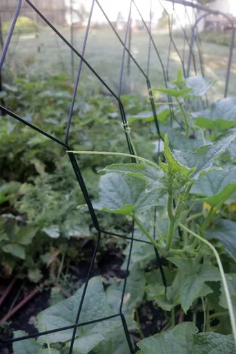Vegetable Trellis