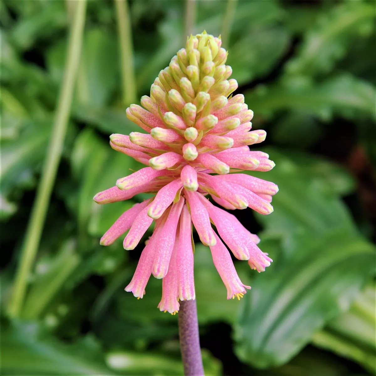 Veltheimia – Bracteata