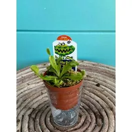 Venus Fly Trap 3"