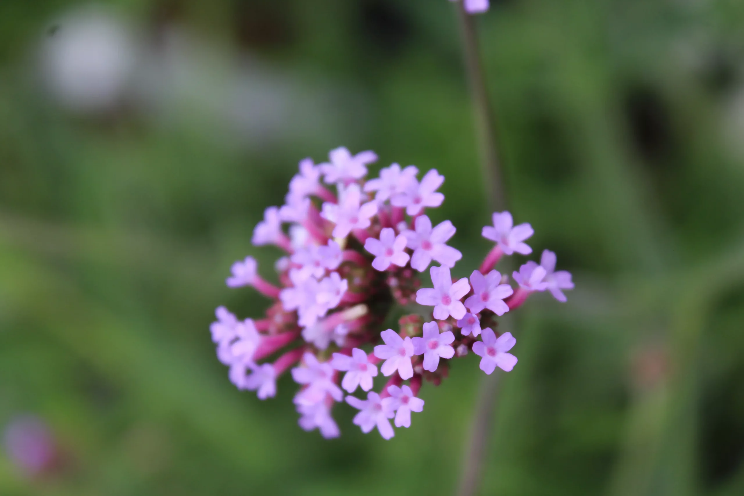 Verbena bon. Lollipop quart