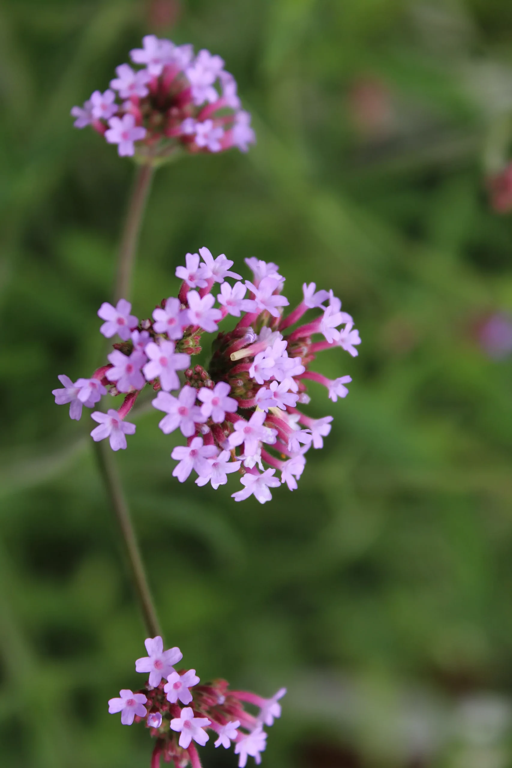 Verbena bon. Lollipop