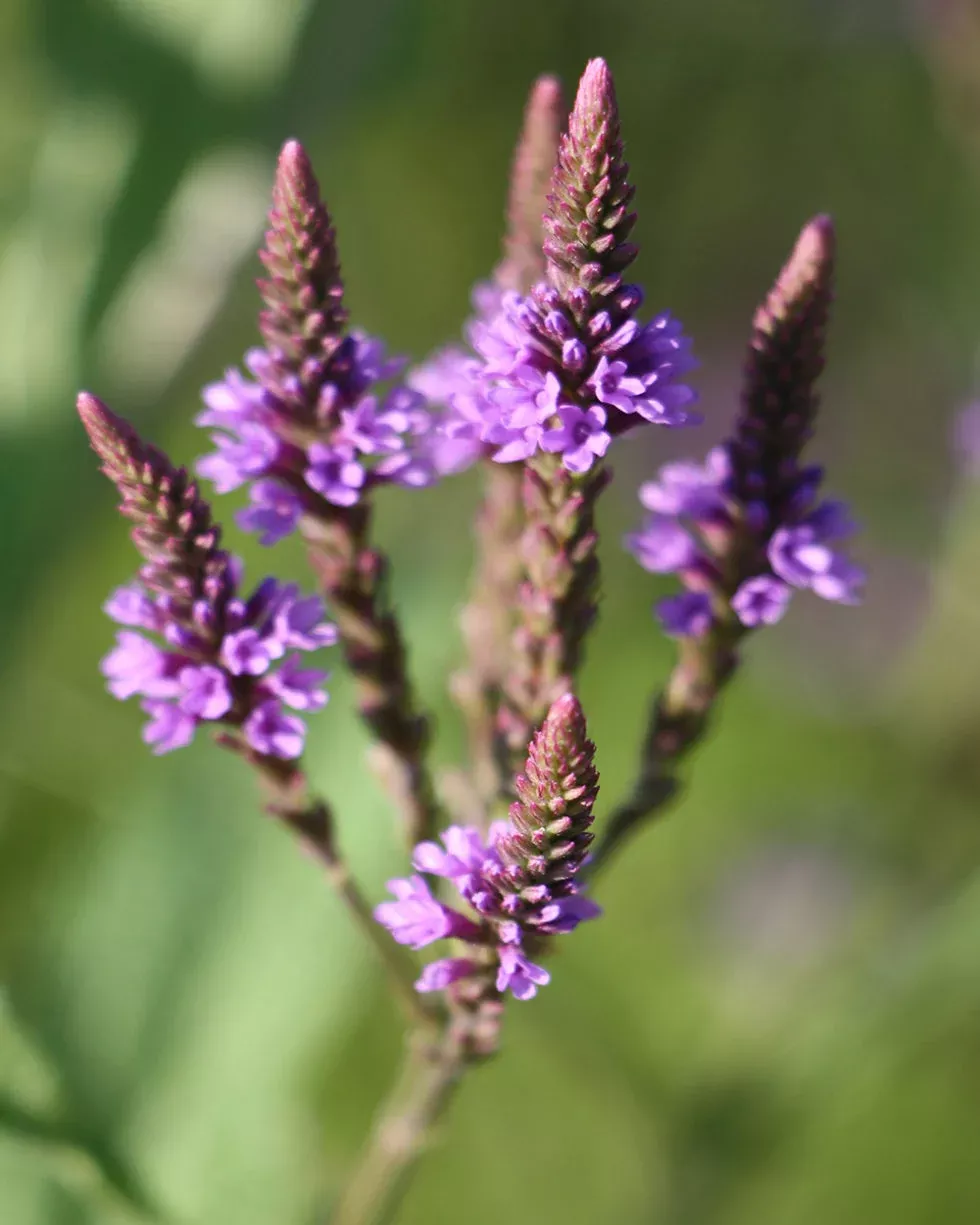 Verbena Hastata