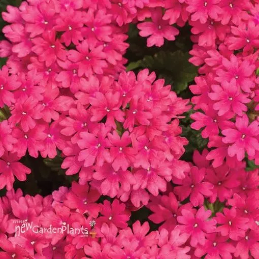 Verbena 'Superbena Raspberry' - 4.5" Pot