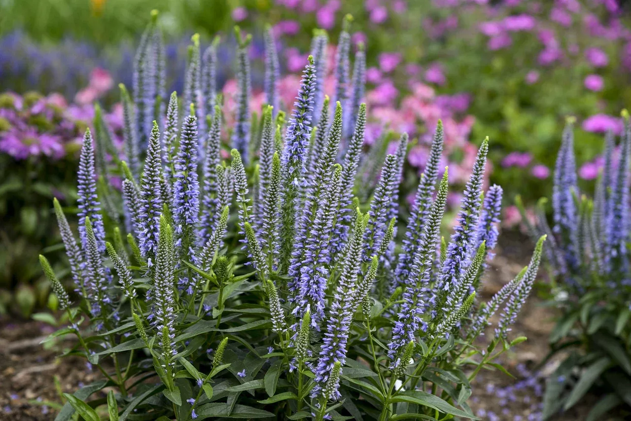 Veronica Hybrid Magic Show 'Ever After'