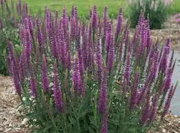 Veronica ?Novavermau’