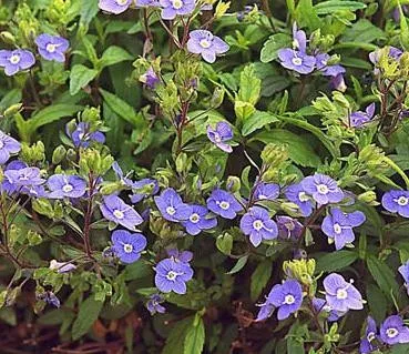 Veronica p. 'Georgia Blue' (10)ct Flat