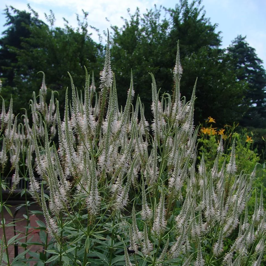 Veronicastrum virginicum (Culver’s Root)