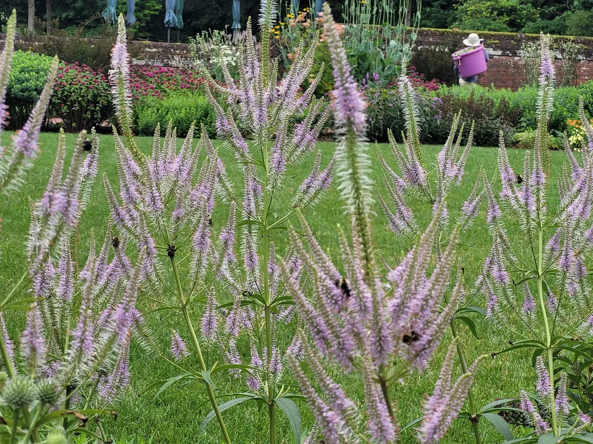 Veronicastrum virginicum ‘Fascination’ (Culver’s Root)