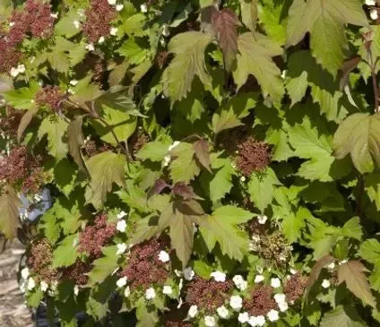 Viburnum, Onondaga