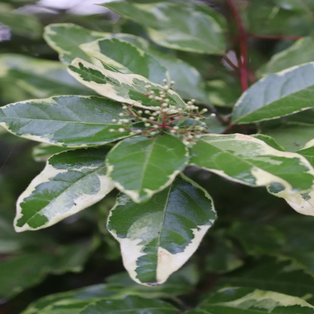 Viburnum tinus’Bewley ’s Variegated ’