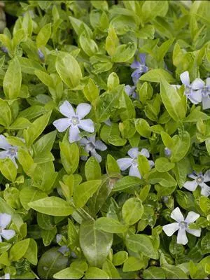 Vinca minor(100) Bare Root Plants