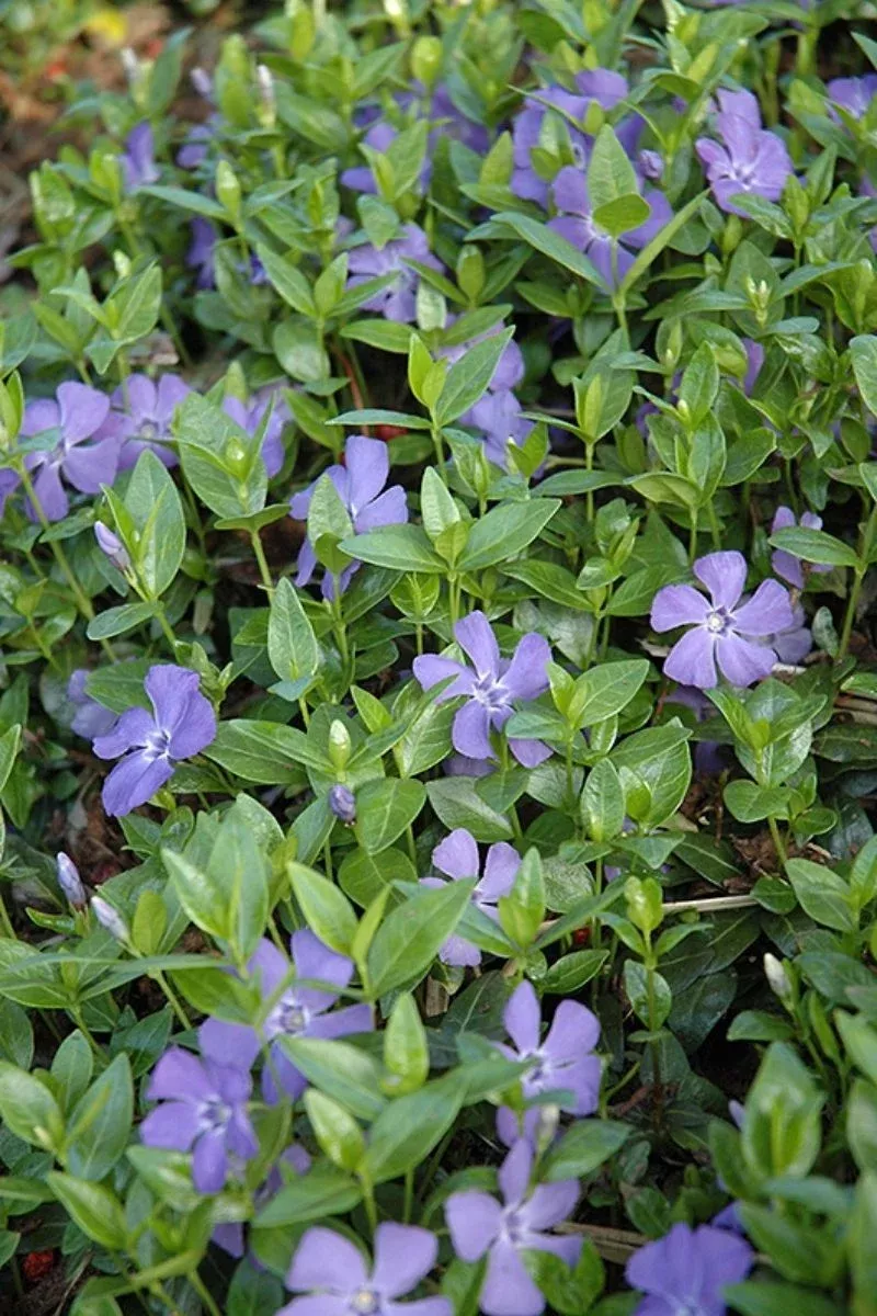 Vinca Minor, Darts Blue