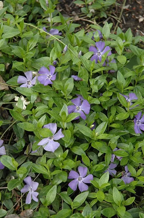 Vinca - Periwinkle