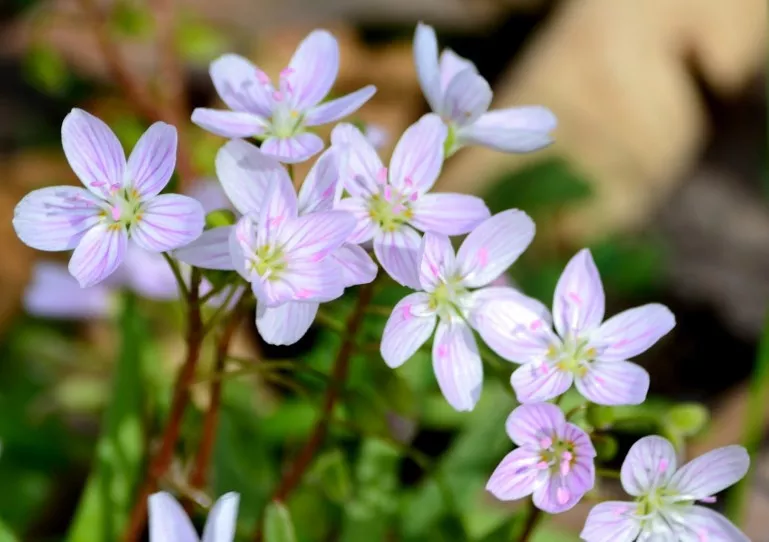 Virginia Spring Beauty