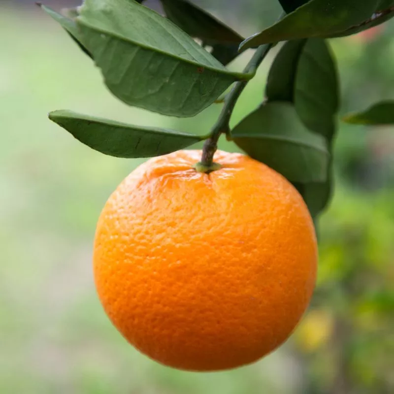 Washington Navel Orange Tree