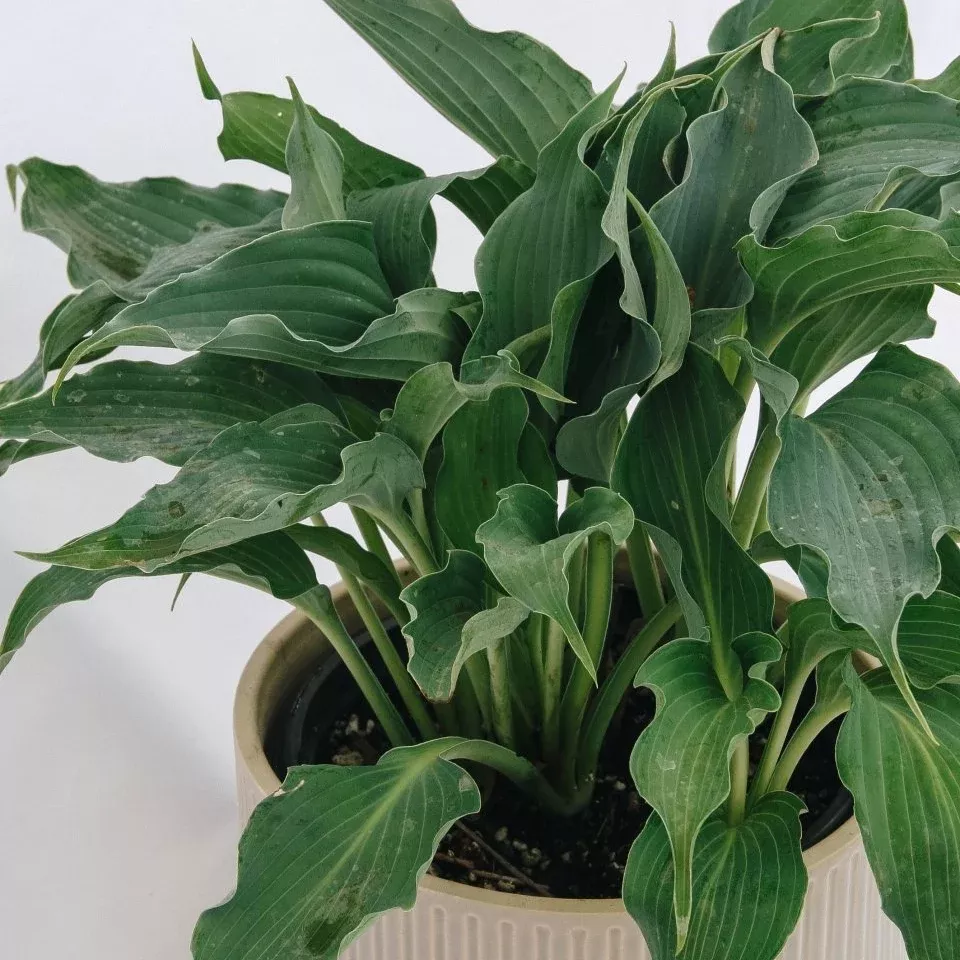 Waterslide Plantain Lily