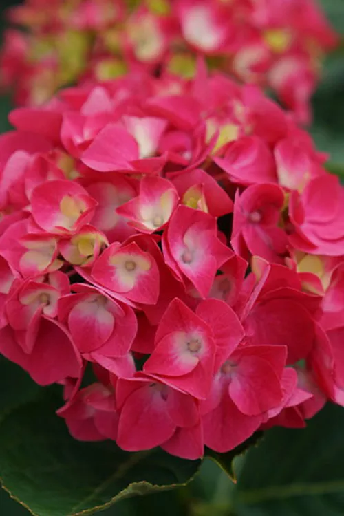 Wee Bit Giddy Dwarf Hydrangea - 3 Gallon Pot