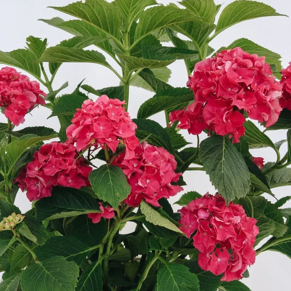 Wee Bit Grumpy Bigleaf Hydrangea