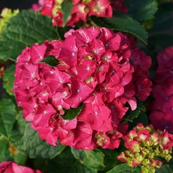 Wee Bit Grumpy Hydrangea