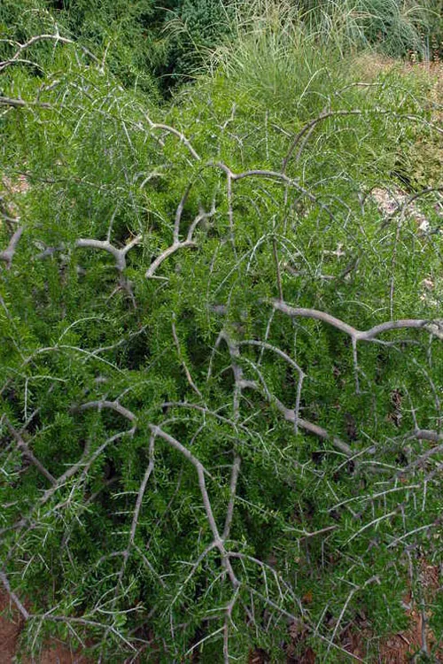 Weeping Desert Olive (Forestiera) - 1 Gallon Pot