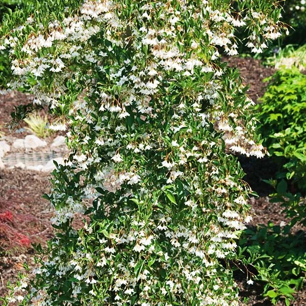 Weeping Japanese Snowbell – #7 Container 3-4 Feet